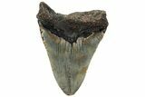 Fossil Megalodon Tooth - North Carolina #221829-2